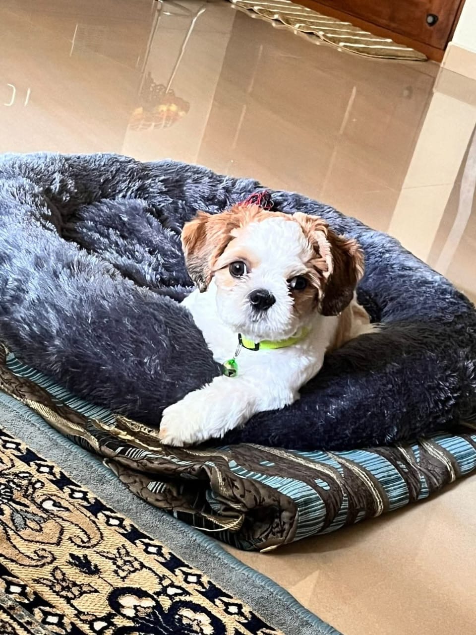 Player Shih Tzu resting in bed