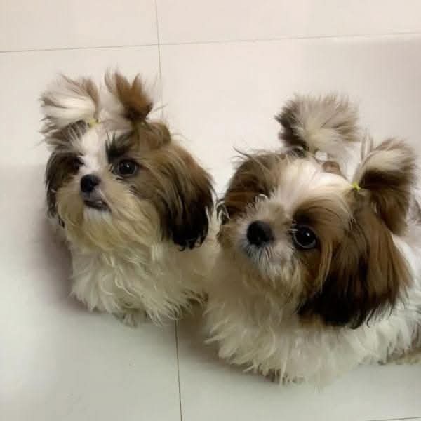 Twin Shih Tzus
